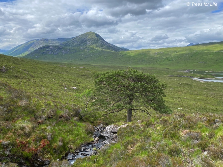 A 'lost' native pinewood of wild Scots pines.